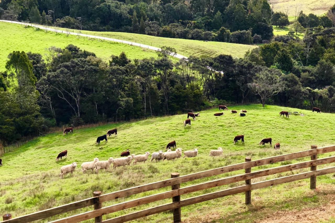 Kauri Glen Bnb Te Arai Eksteriør bilde